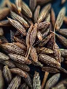 unsplash_CfryyqgO9zc_cumin.webp