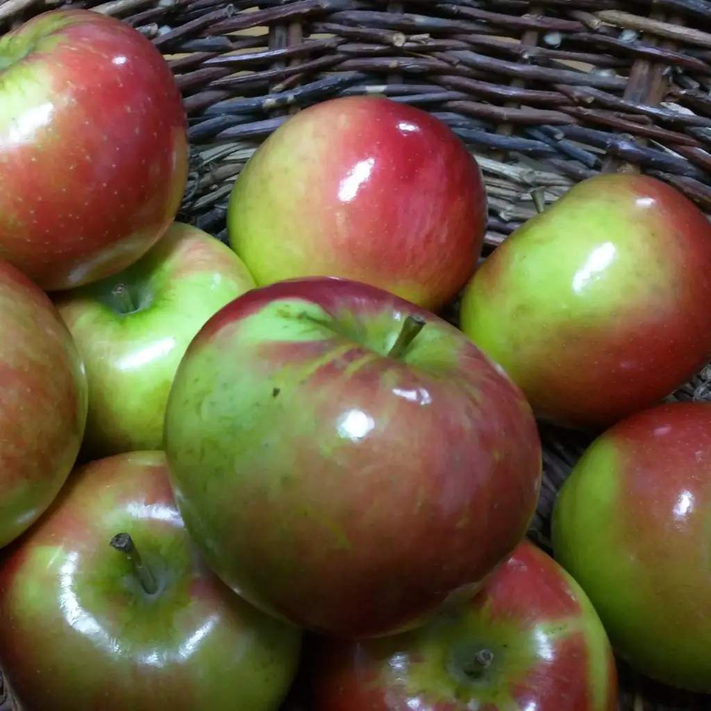 Apple Honeycrisp Apple Honeycrisp - NS (1 x 72)