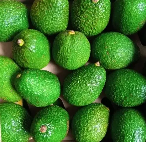 Avocado Avocado Hass - MX (1 x 32)