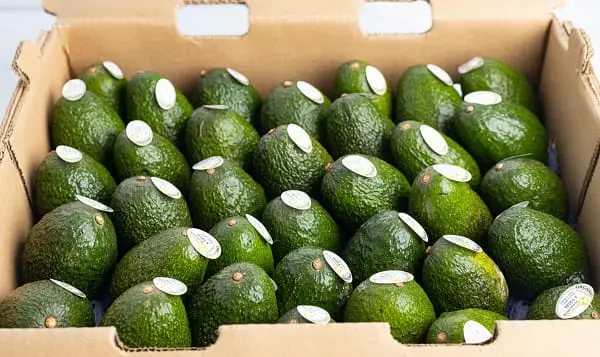 Organic Avocado Avocado Hass Oragnic - MX (1 x 48)
