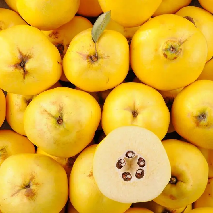 Quince Quince - TUR (1 x 3.5kg)