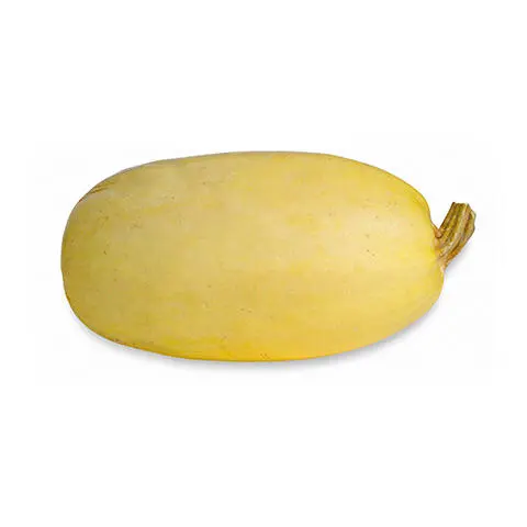 Squash Hard Spaghetti Squash - MX (1 x 1)