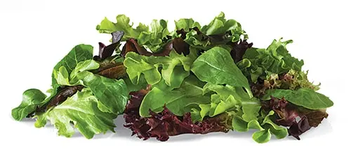 Organic Salads Baby Spinach-Spring Mix Organic Salad - USA (8 x 5oz)