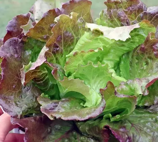 Salads Lettuce with Sep - USA (4 x 5lb)