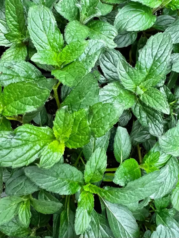 Herb Herb Mint Crate - ISR (1 x 1kg)