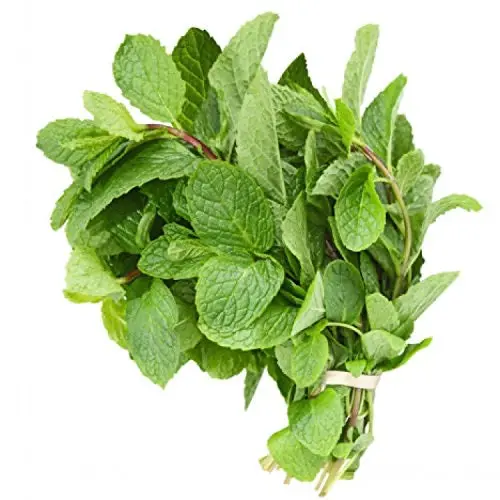 PMIN24 - Green Garden  Fresh Mint -1 x 24