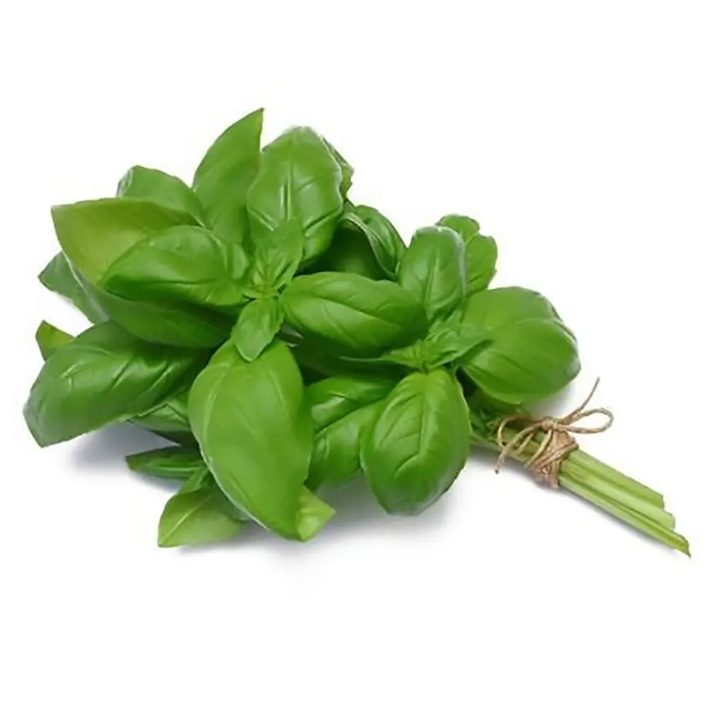 Herb - Herb Basil - SAM (1 x 12)