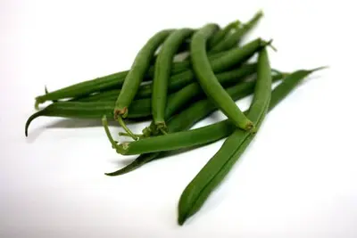 Bean Bean Green CRT - MX (1 x 1)