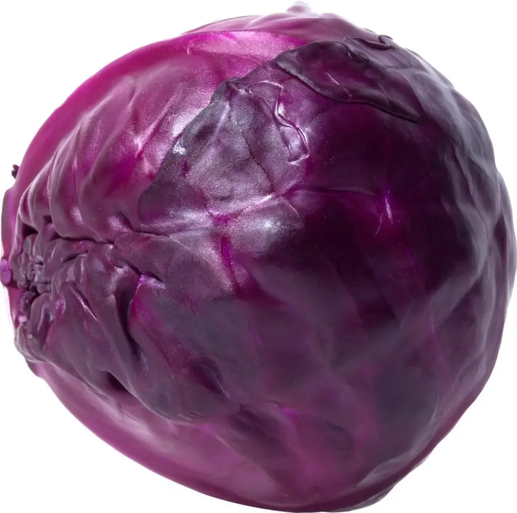 PCABR16 - Cabbage Red - 16CT