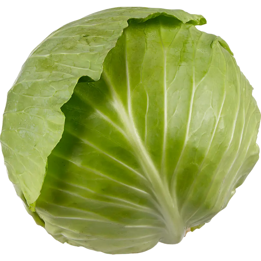 [PROD036-16] Fresh Cabbage Green - 16 Ct - Case