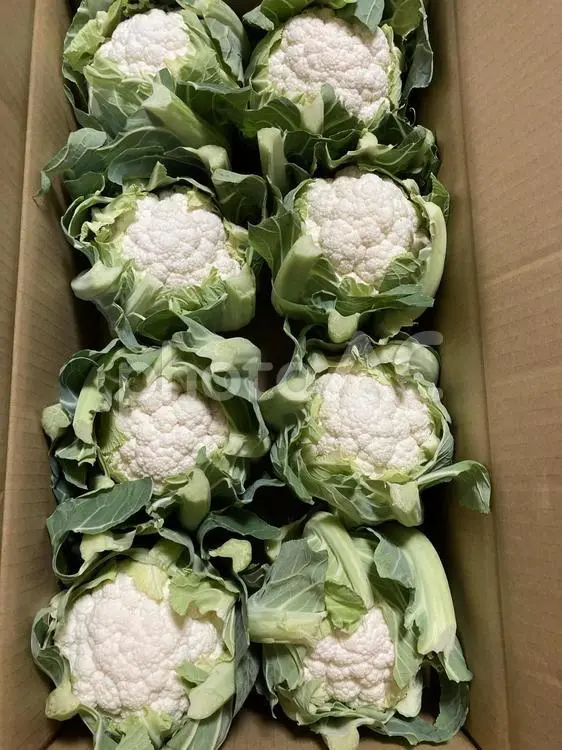 Fresh Cauliflower - 12 pcs - Case