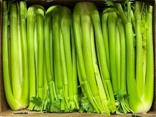 Celery Celery Snoboy - CAL (1 x 24)