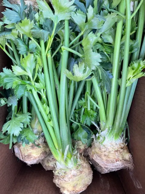 Celery Root Celery Root - ON (1 x 40lb)