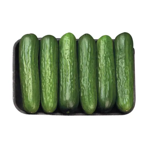 PCUCM - Cucumbers Mini Seedless - 12X6