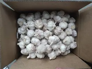 Nature Fresh Garlic Garlic Box - CHI (1 x 10kg)