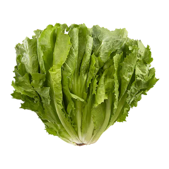 Lettuce Endive/Escarole - Lettuce Belgium - HOL (1 x 10lb)