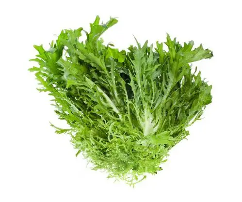 Lettuce Frisse Lettuce Frisse - SPA (1 x 1)