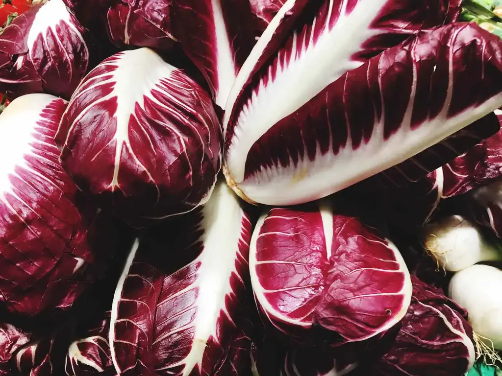Lettuce Radicchio Radicchio Tardivo - ITA (1 x 3kg)