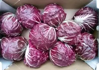 Fresh Lettuce Radicchio Radicchio - USA (12 x 4kg)- Case