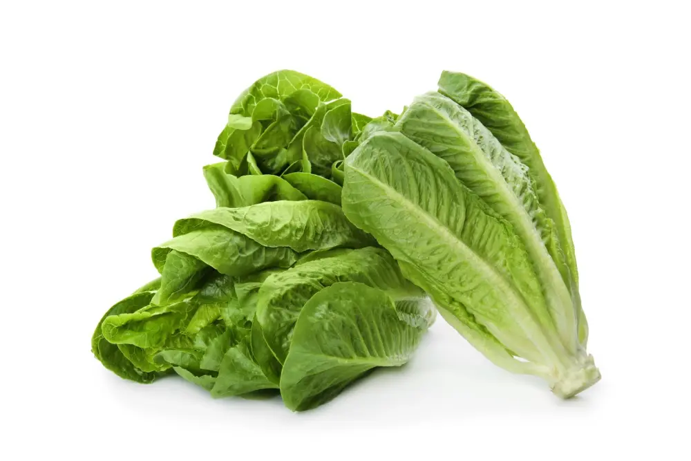 Fresh Lettuce Romaine FL - 12 x 3 - Case