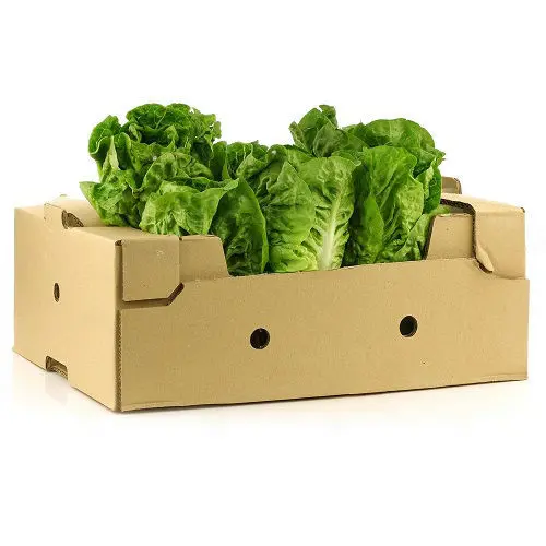 Lettuce Romaine Lettuce Romaine FL (1 x 24)
