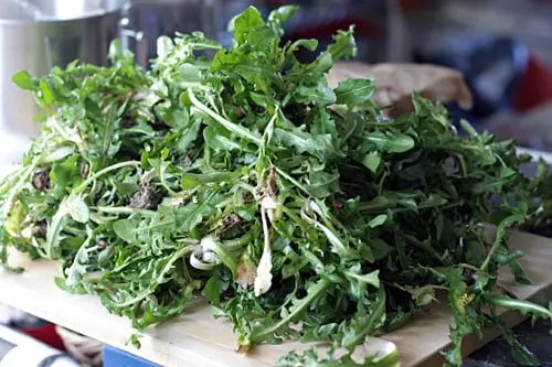 Mixed Green Dandelion - TX (1 x 24)