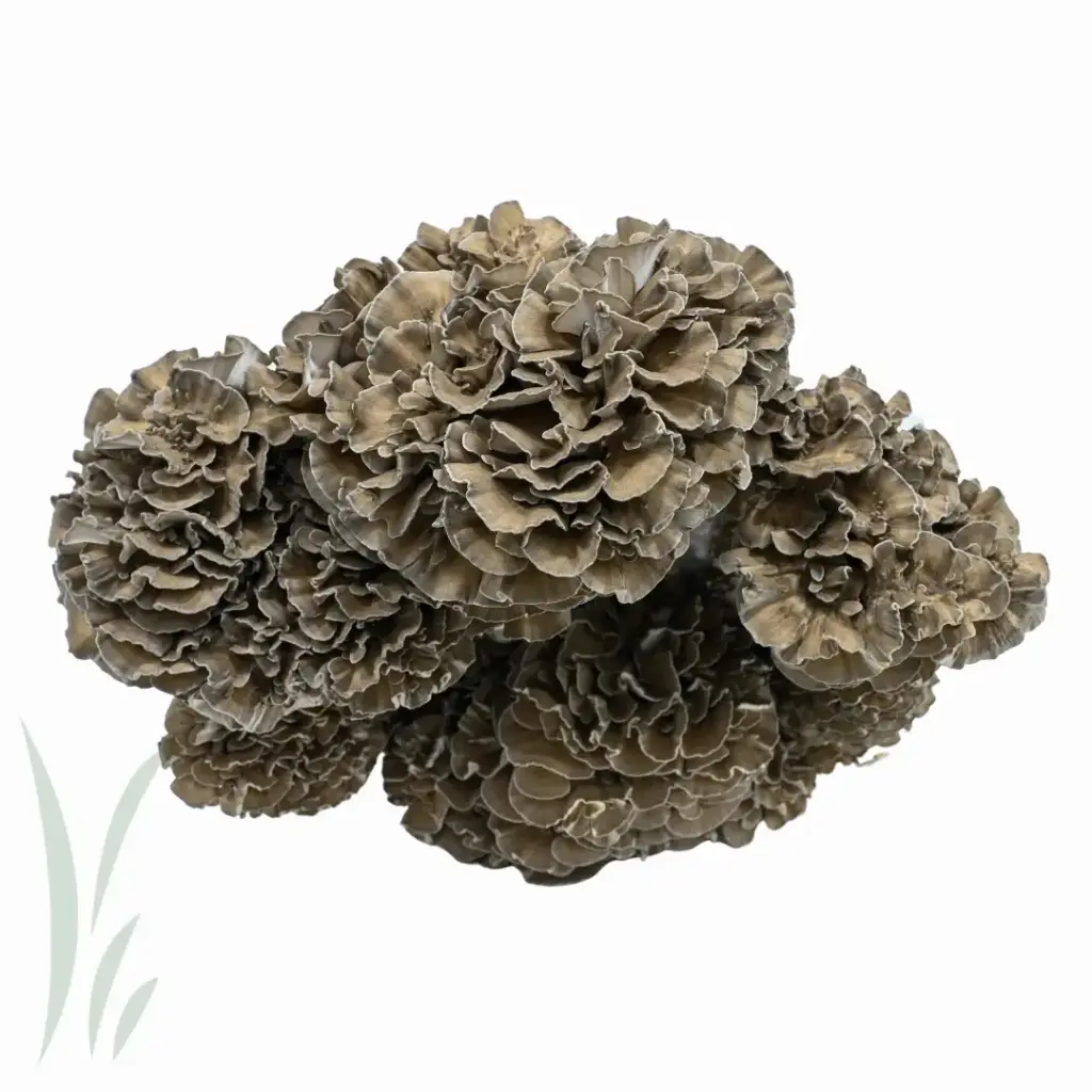 Mushroom Exotic Mushroom CHN Maitake - CHI (6 x 400g)
