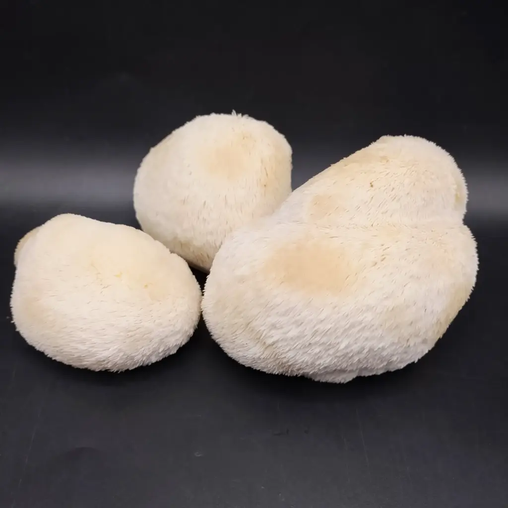 Mushroom Exotic Mushroom Lion Mane - ON (1 x 2lb)