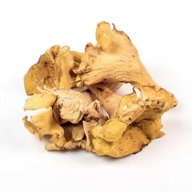 Mushroom Oyster Mushroom Oyster #1 - ON (1 x 2lb)