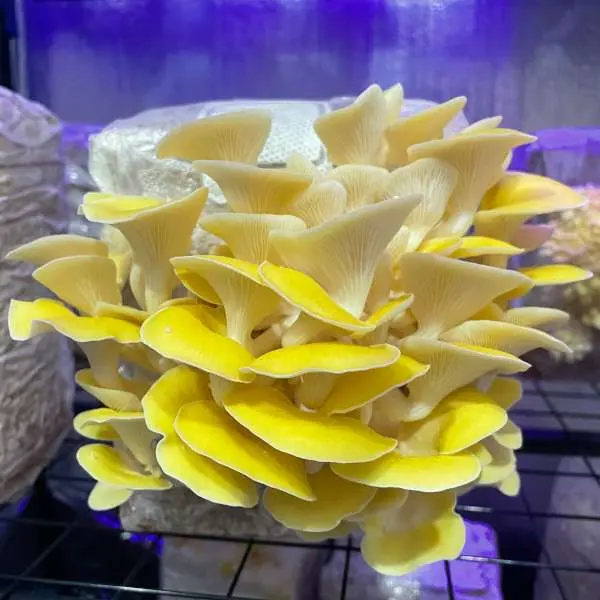 Fresh Oyster Mushroom - ON (1 x 2lb)- Case