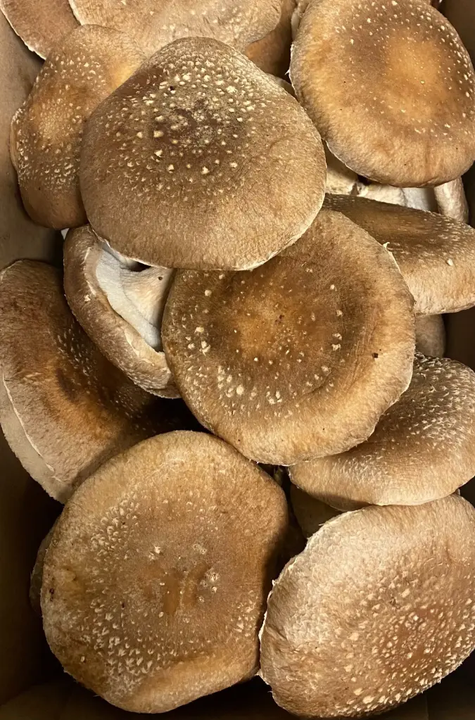 Fresh Shitake Mushroom Shiitake - ON (1 x 3lb)- Case