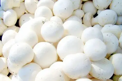 Fresh White Mushroom Buttons - ON (1 x 5lb)- Case