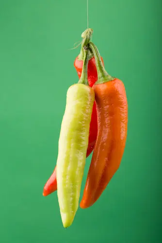 Pepper Hot Pepper Hung Hot - USA (1 x 1)