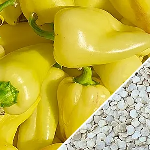 Yellow Pepper - (1 x 11 LB)