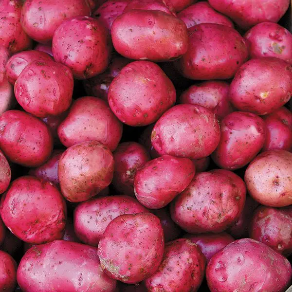Potato Red Potato Red ON (1 x 10lb)