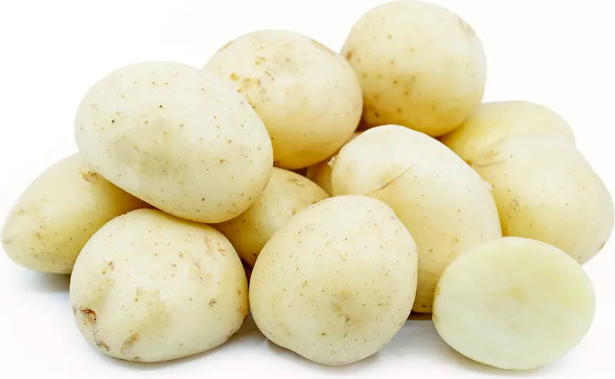 Potato White Potato White ON (1 x 10lb)