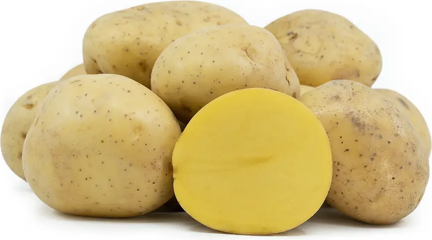 Fresh Yukon Potato Yellow Large - ON (1 x 10lb)