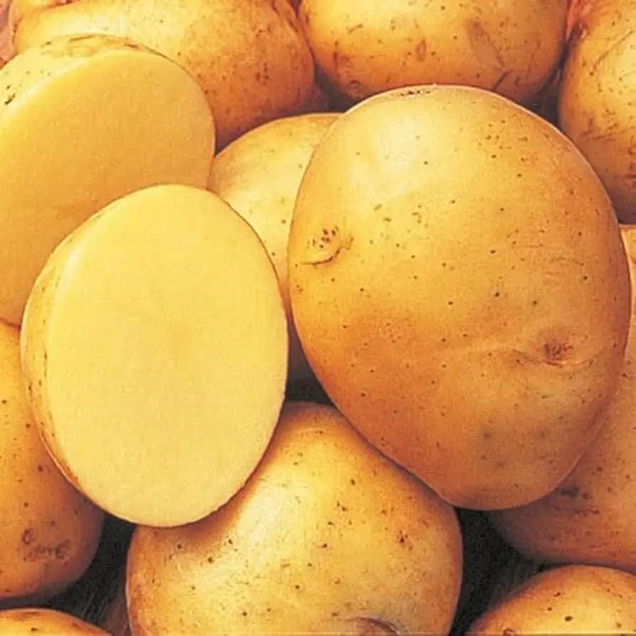 Yukon Potato-PEI -1x50lb