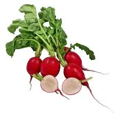 Radish Radish Bunch - USA (1 x 24)