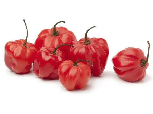 South/Central America Pepper Red Scotch Bonnet - MX (1 x 8lb)