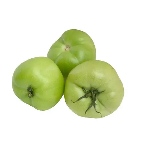 Tomato Mature Green Tomato XL - USA (5 x 6)