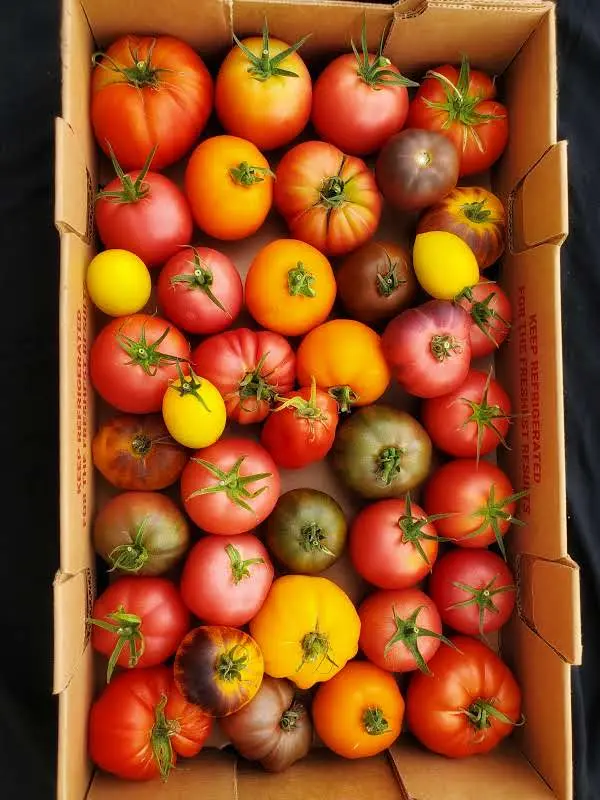 Tomato Specialty Tomato Heirloom - ON (1 x 10lb)