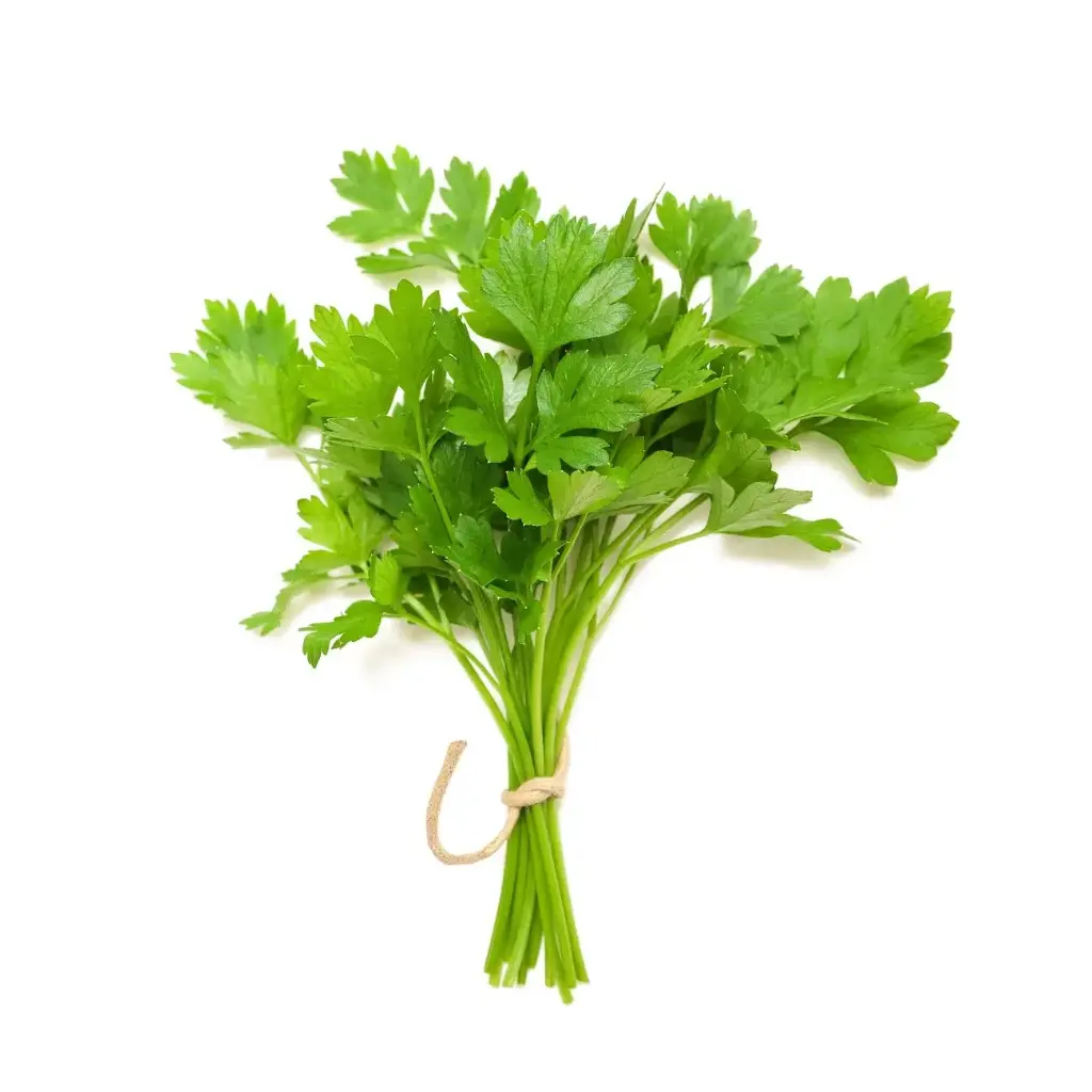 PCOR1 - ON V Coriander -1 x 1