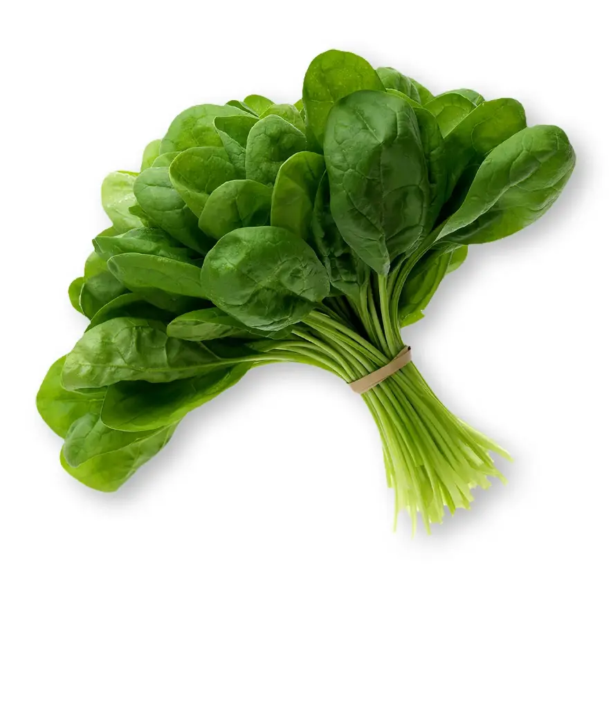 Conv Spinach-1x1