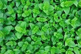 PMIN1 - Green Garden  Fresh Mint -1 x 1