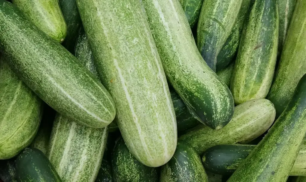 PCUC - Cucumber -XL  12
