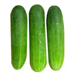 Cucumber -Small - ON -1 x 1