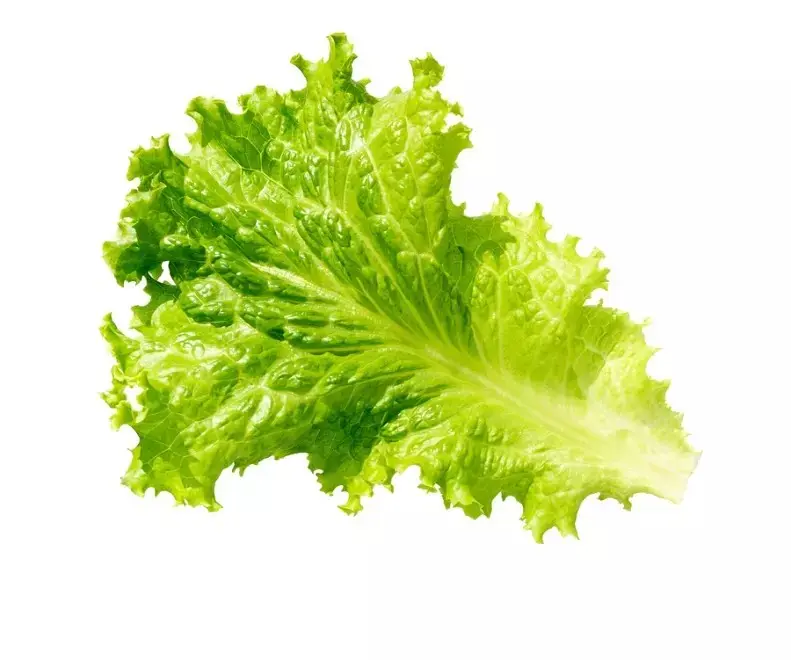 Green Leaf Lettuce -1 x 24