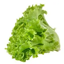 Green Leaf Lettuce -1 x 1