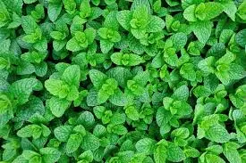 PMIN36 - Green Garden  Fresh Mint -1 x 36